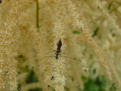 Molorchus umbellatarum