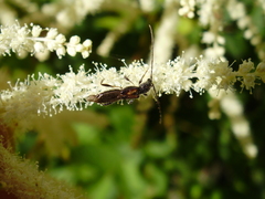 Molorchus umbellatarum
