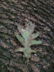 Quercus