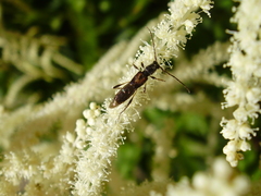 Molorchus umbellatarum