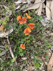 Podolobium procumbens