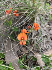 Podolobium procumbens