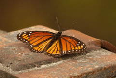 Limenitis archippus watsoni