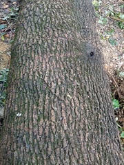 Quercus