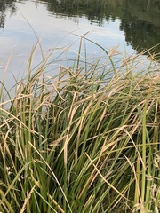Cyperus ustulatus