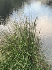 Cyperus ustulatus