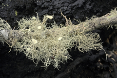 Usnea ciliifera