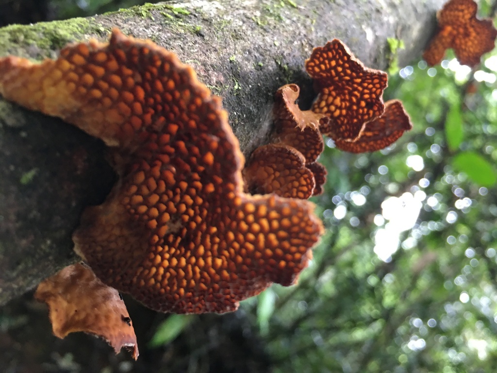 Pseudofavolus miquelii