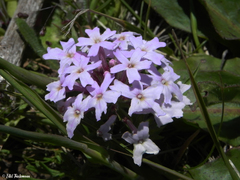 Glandularia laciniata
