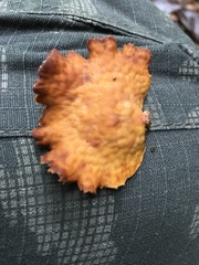Pseudofavolus miquelii