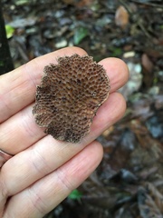 Pseudofavolus miquelii