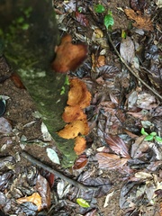Pseudofavolus miquelii