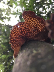 Pseudofavolus miquelii