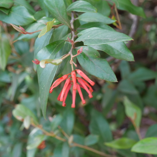 Kybean Grevillea (Grevillea oxyantha)