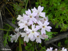 Glandularia laciniata