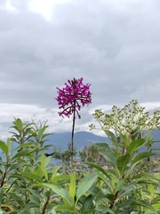 Epidendrum jamiesonis