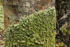 Podostictina pickeringii