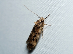 Barea exarcha