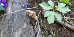 Morchella