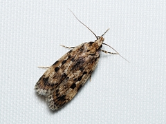 Barea exarcha
