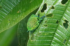 Arcas imperialis