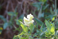 Lathyrus cabrerianus