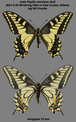 Papilio machaon dodi