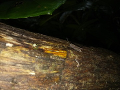 Phaesticus mellerborgi