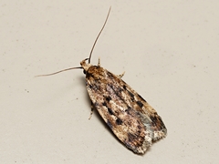 Barea exarcha