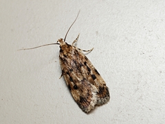 Barea exarcha