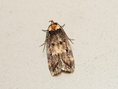 Barea exarcha