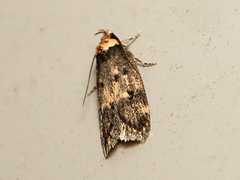 Barea exarcha