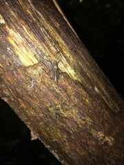 Phaesticus mellerborgi