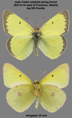 Colias philodice eriphyle