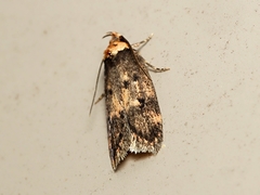 Barea exarcha