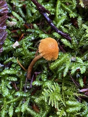 Cystoderma amianthinum rugosoreticulatum