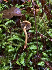 Cystoderma amianthinum rugosoreticulatum