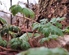 Geranium robertianum