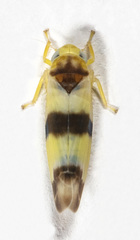 Empoa venusta