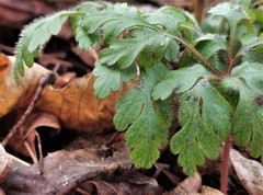Geranium robertianum