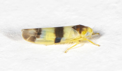 Empoa venusta