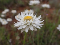 Leucochrysum