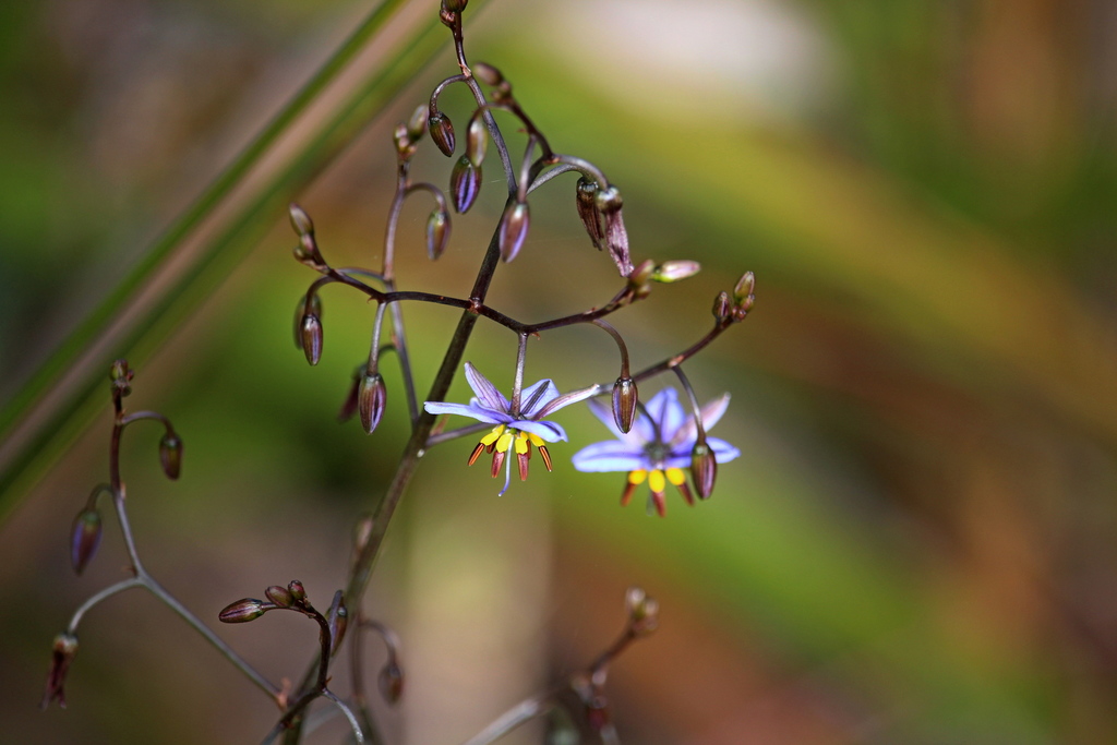 Dianella tasmanica, Tomahawk TAS 7262, Australia