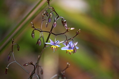 Tasmanian Flax-Lily