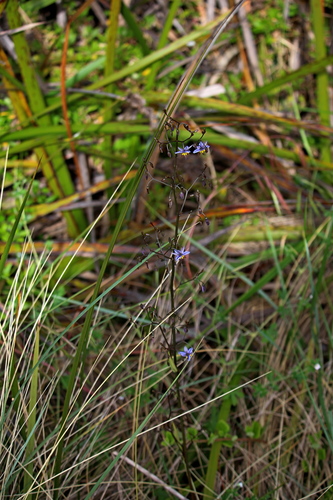 Dianella tasmanica