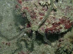 Macrophiothrix