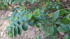 Breynia fruticosa