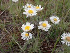 Leucochrysum
