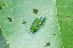 Arcas imperialis