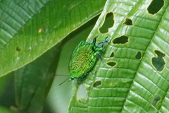 Arcas imperialis